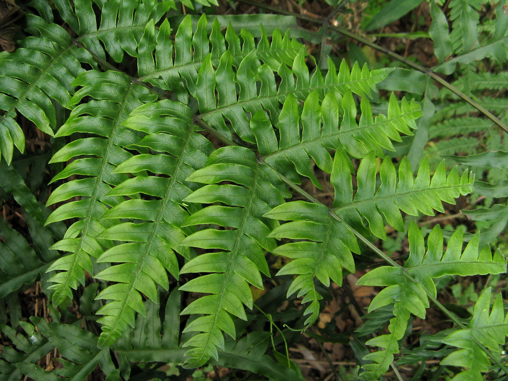 Pteris terminalis